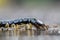 Giant brown centipede Scolopendra subspinipes