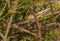 Giant brown Grasshopper vegetation camouflage