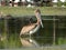 giant brown pelican