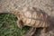 giant brown turtle zoology on sand cage outdoor