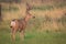 Giant Buck in a field