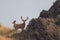 Giant Buck in front of a rock