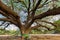 Giant Buddha tree