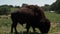 Giant buffalo grazing on grass in the Midwest