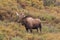 Giant Bull Alaska yukon Moose