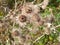 Giant Burdock Seeds Articum lappa