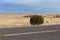 Giant bush along road in front of large yellow grass pasture with clear sky