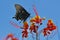 Giant Butterfly Atop a Desert Bird of Paradise