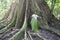 Giant buttress root tree in Jungle of Brazil. A man in the foreground gives an idea of how huge the tree is.