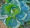 Giant cabbage , Giant vegetable