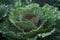 Giant cabbage vegetable garden