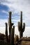 Giant Cacti on Fish Island Uyuni