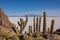 Giant cacti on the island of Incahuasi in Bolivia