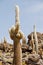 Giant cacti plants