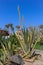 Giant cactus and agave huge