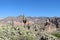 Giant cactus in altiplano