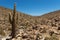 Giant cactus in the Atacama Desert