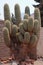 Giant cactus cordone at Purmamarca . Argentina