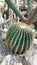 giant cactus on grey rocky soil. cacti garden