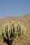 Giant cactus growing on desert mountainside in Mexico