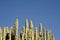 Giant cactus growing on desert mountainside in Mexico