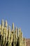 Giant cactus growing on desert mountainside in Mexico