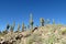 Giant cactus growing on a hill