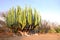 Giant cactus, Mexico, North America