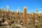 Giant Cactus Plants against Sunny Blue Sky at Isla del Pescado or Isla Incahuasi, Rocky Outcrop on Uyuni Salt Flats, Bolivia