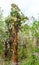 Giant cactus trees, Santa Cruz Island-Port Ayora, Galapagos Island. Vertical
