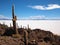 Giant cactus and Uyuni salt lake