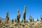 Giant cactus valley