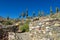 Giant cactus valley in South America