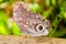 Giant Caligo Oileus Butterfly