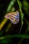 Giant Caligo Oileus Butterfly, the owl butterfly, Amazonian rainforest, in Cuyabeno National Park in South America