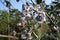 Giant calotrope or calotropis gigantea, the crown flower growing at a roadside in India.