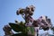 Giant calotrope or calotropis gigantea, the crown flower growing at a roadside in India.