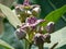 Giant calotrope flower in india