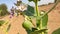 Giant calotrope plant flowers, wild desert plant flowers