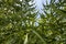 Giant Cane (Arundo donax) plants