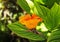 Giant Canna flower