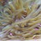 Giant Caribbean sea anemone, Condylactis gigantea. CuraÃ§ao, Lesser Antilles, Caribbean