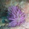 Giant Caribbean sea anemone, Condylactis gigantea. CuraÃ§ao, Lesser Antilles, Caribbean