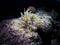 Giant Caribbean sea anemone, Condylactis gigantea. CuraÃ§ao, Lesser Antilles, Caribbean