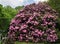 Giant Catawba Rhododendron Shrub in Full Bloom