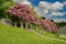 A Giant Catawba Rhododendron Shrub in Full Bloom