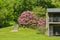 A Giant Catawba Rhododendron Shrub in Full Bloom