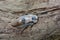 A Giant cave cockroach relaxes on a log in the gardens.