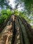 Giant cedar tree