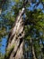 Giant cedar tree